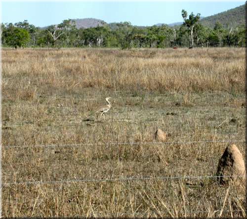 AUBustard640.jpg