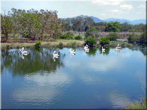 AUPelican980.jpg