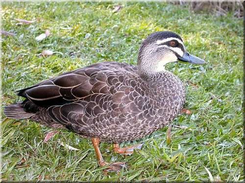 AuBlackDuck423.jpg