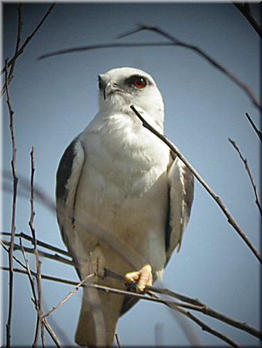 Black-sholderedKite1125.jpg