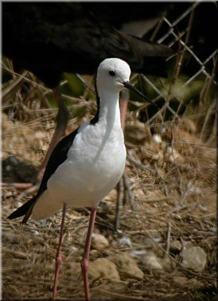 Black-wingedStilt975.jpg