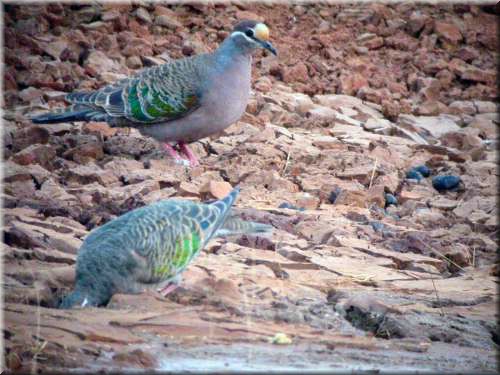 Common Bronzewing1547.jpg