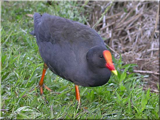 DuskyMoorhen419.jpg