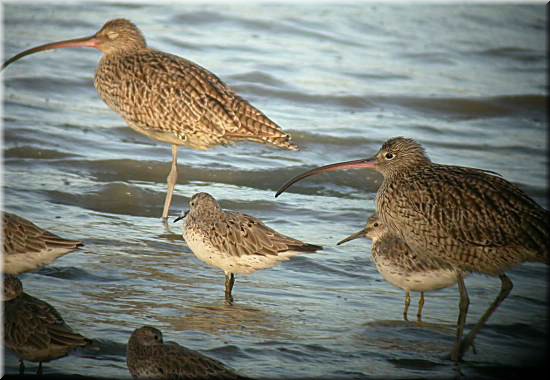 EasternCurlew387.jpg