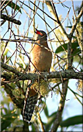 Fan-tailedCuckoo487.jpg