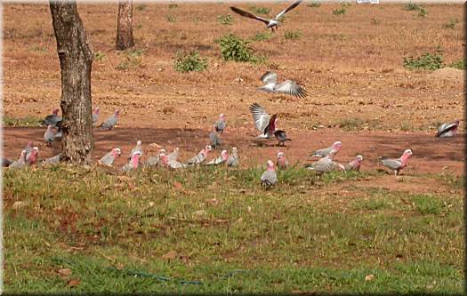 Galah1212.jpg