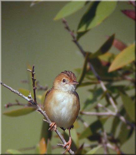 Golden-headedCisticola1070.jpg