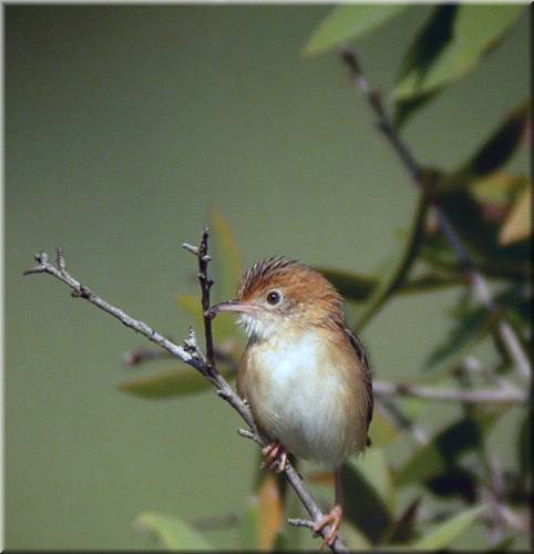 Golden-headedCisticola1072.jpg