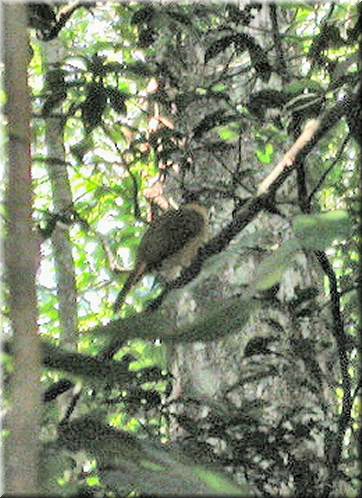 GoldenBowerBird500.jpg