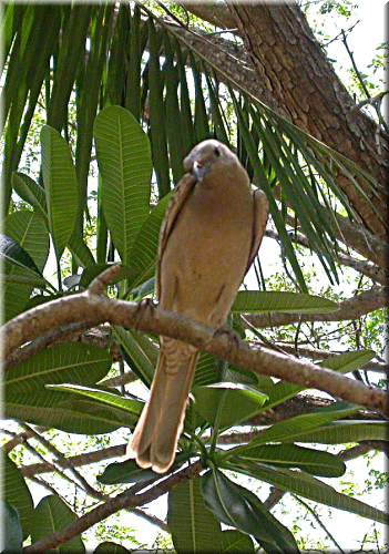 GreatBowerbird1187.jpg