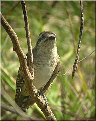 HorsfieldsBronze-Cuckoo1080.jpg