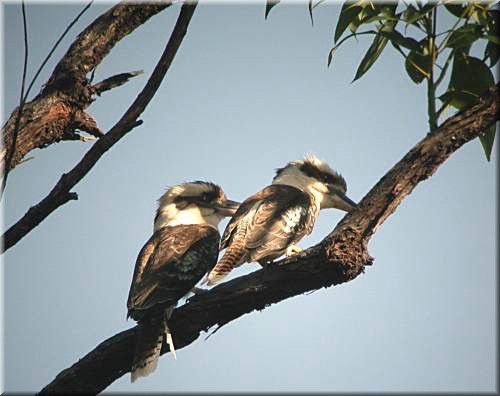 Kookaburra703.jpg