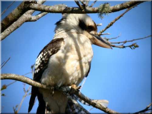 KookaburralookingforGumtree493.jpg