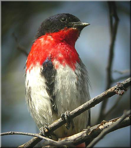 Mistletoebird1519.jpg