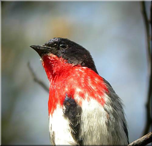 Mistletoebird1522.jpg