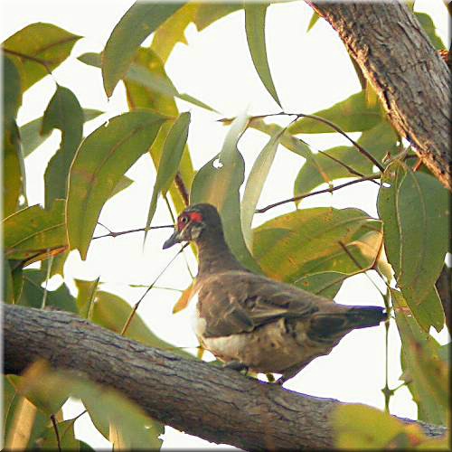 PartridgePigeon1231.jpg