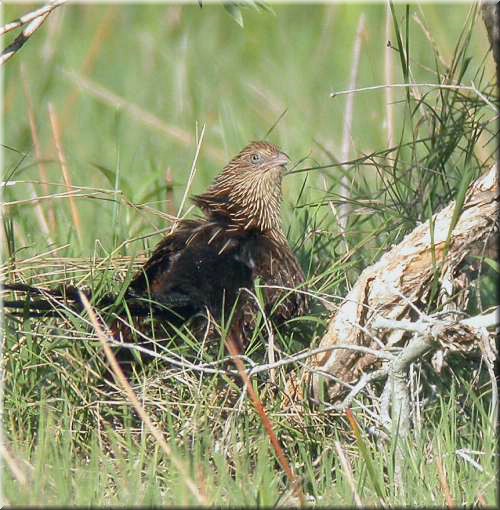 PheasantCoucal1057.jpg