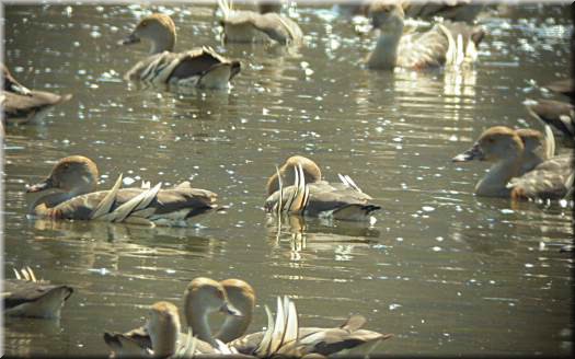 PlummedWhistlingDuck524.jpg