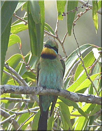 RainbowBee-eater998.jpg