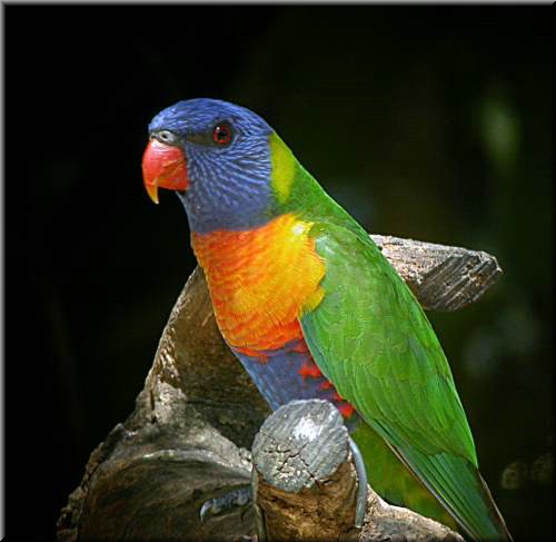 RainbowLorikeet572.jpg