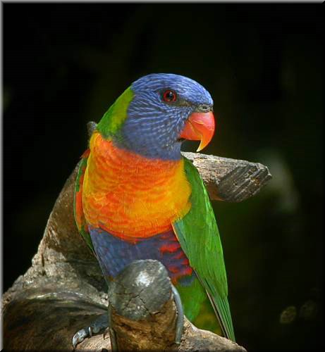 RainbowLorikeet574.jpg