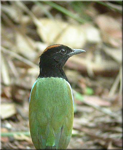 RainbowPitta1042.jpg