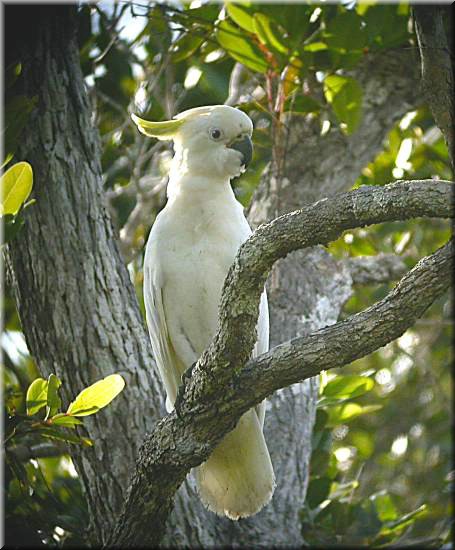 Sulfur-crestedCockatoo880.jpg