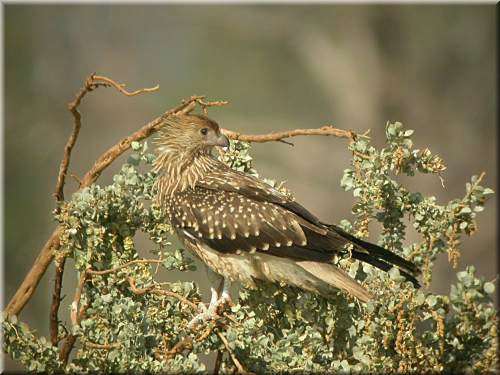 WhistlingKite1tyr.jpg