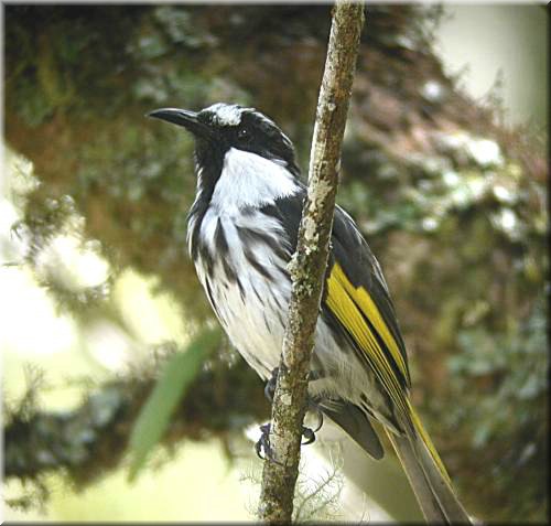 White-cheekedHoneyeater563.jpg