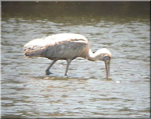 Yellow-billedSpoonbill517.jpg