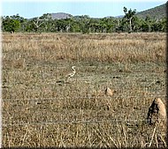 AUBustard640.jpg