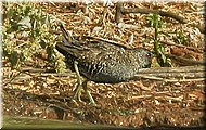 AUSpottedCrake1579.jpg