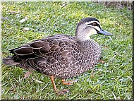 AuBlackDuck423.jpg