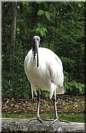 AustralianWhiteIbis1046.jpg