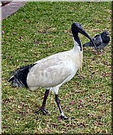 AustralianWhiteIbis311.jpg