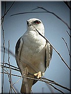 Black-sholderedKite1125.jpg