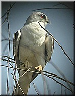 Black-sholderedKite1126.jpg