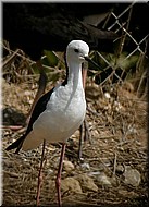 Black-wingedStilt975.jpg