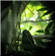 BlackButcherbirdnot500-697.jpg