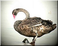 BlackSwan1561.jpg