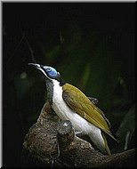 Blue-facedHoneyeater554.jpg