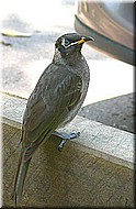 BridledHoneyeater506.jpg