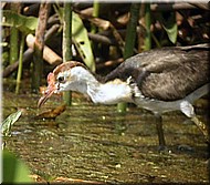 Comb-crestedJacana1094.jpg