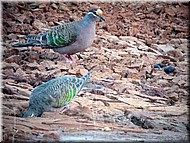 Common Bronzewing1547.jpg