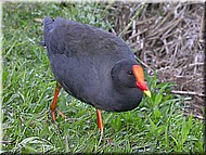 DuskyMoorhen419.jpg