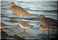 EasternCurlew387.jpg