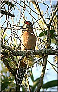 Fan-tailedCuckoo487.jpg