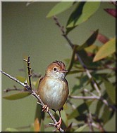 Golden-headedCisticola1070.jpg