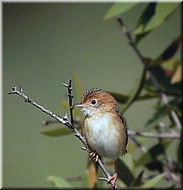 Golden-headedCisticola1072.jpg