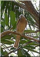 GreatBowerbird1187.jpg